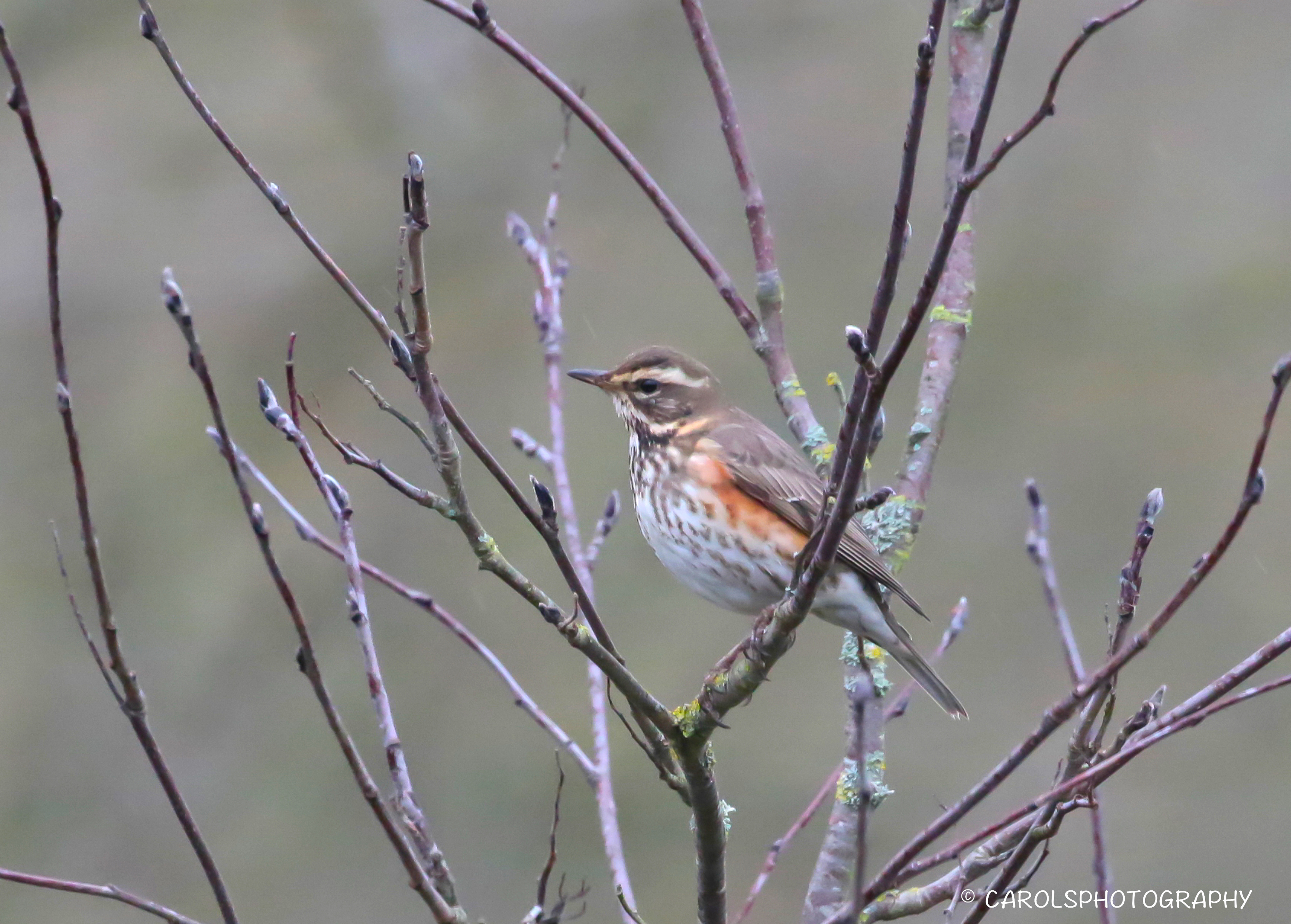 REDWING (Turdus iliacus)