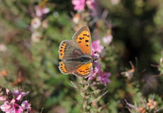 SMALL COPPER (Lycaena phlaeas)