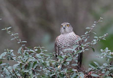 SPARROWHAWK FEMALE