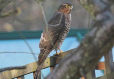 SPARROWHAWK MALE