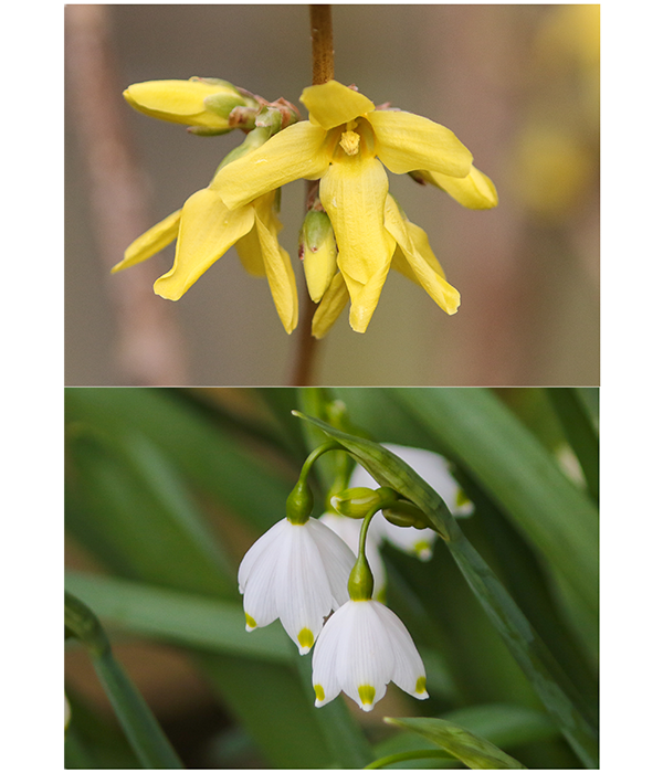 SPRING SNOWFLAKE (LEUCOJUM) & FORSYTHIA