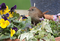 BLACKCAP (Sylvia atricapilla)