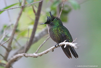 ANTILLEAN CRESTED HUMMINGBIRD