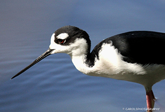 BLACK NECKED STILT