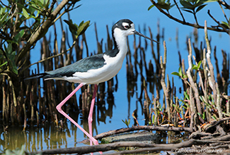 BLACK NECKED STILT