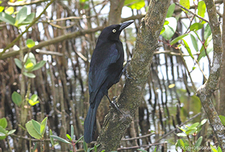 CARIB GRACKLE