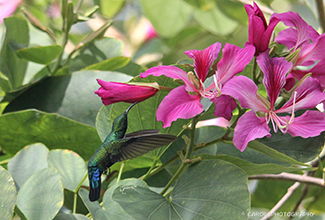 CARIB GREEN THROATED HUMMING BIRD