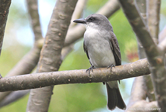 GRAY KING BIRD