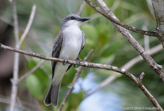 GRAY KING BIRD