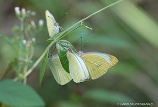 GREAT SOUTHERN WHITE