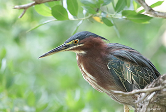 GREEN HERON