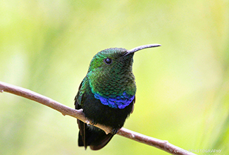 GREEN THROATED CARIB HUMMING BIRD