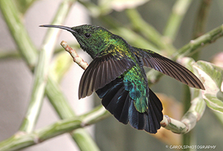 GREEN THROATED CARIB HUMMING BIRD