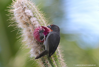 LESSER ANTILLEAN BULLFINCH