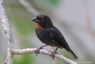 LESSER ANTILLEAN BULLFINCH - MALE