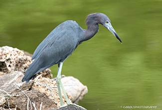 LITTLE BLUE NIGHT HERON