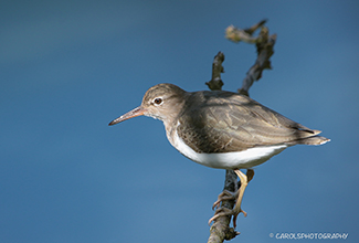 SPOTTED SANDPIPER