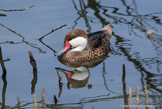 WHITE CHEEKED PINTAIL