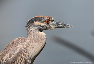 YELLOW CROWNED NIGHT HERON - JUVENILE
