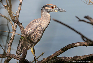 YELLOW CROWNED NIGHT HERON - JUVENILE