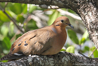 ZENAIDA DOVE