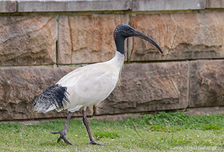 AUSTRALIAN WHITE IBIS (Threskiornis molucca)