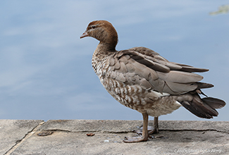 AUSTRALIAN WOOD DUCK (Chenonetta jubata)