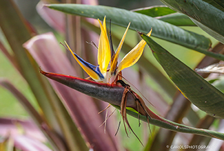 BIRD OF PARADISE FLOWER (Strelitzia)
