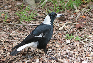 BLACK BACKED MAGPIE (Gymnorhina tibicen)