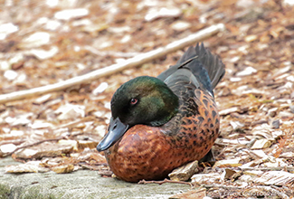 CHESTNUT TEAL (Anas castanea)