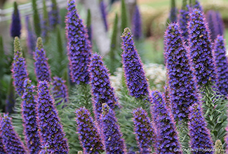 ECHIUM CANDICANS