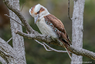 LAUGHING KOOKABURRA (Dacelo novaeguineae)