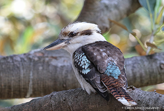 LAUGHING KOOKABURRA (Dacelo novaeguineae)