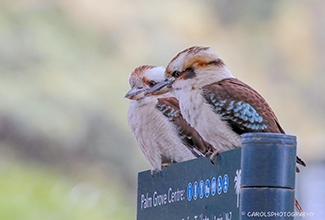 LAUGHING KOOKABURRA (Dacelo novaeguineae)