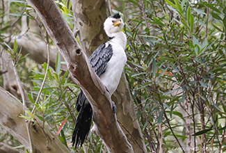 LITTLE PIED CORMORANT (Microcarbo melanoleucos)