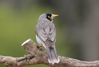 NOISY MINER (Manorina melanocephala)