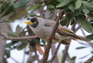 NOISY MINER (Manorina melanocephala)