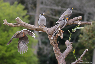 NOISY MINERS (Manorina melanocephala)