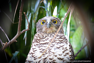 POWERFUL OWL (Ninox strenua)
