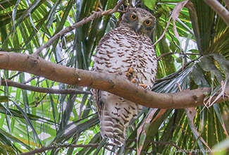 POWERFUL OWL (Ninox strenua)
