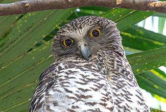 POWERFUL OWL (Ninox strenua)