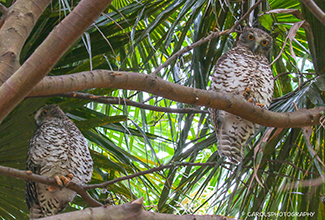 POWERFUL OWL (Ninox strenua)