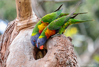 RAINBOW LORIKEET (Trichoglossus moluccanus)