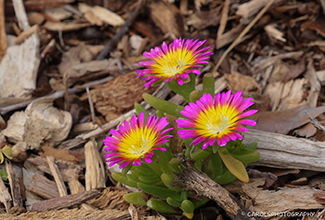 SUCCULENT 'WHEELS OF WONDER' (Delosperma)