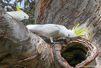SULPHER CRESTED COCKATOO (Cacatua galerita)
