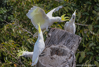 SULPHER CRESTED COCKATOO (Cacatua galerita)