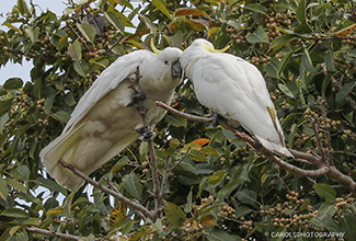 SULPHER CRESTED COCKATOO (Cacatua galerita)