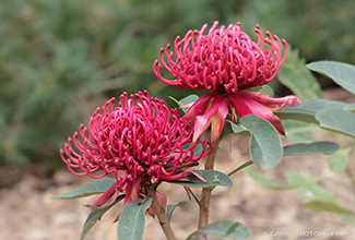 WARATAH (Telopea speciosissima)