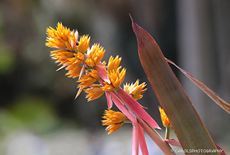 AECHMEA AQUILEGA (Aechmea)